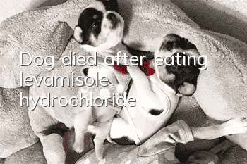 Dog died after eating levamisole hydrochloride
