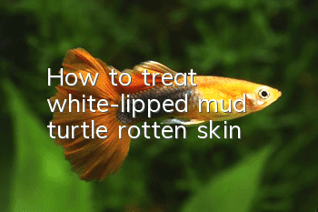 How to treat white-lipped mud turtle rotten skin