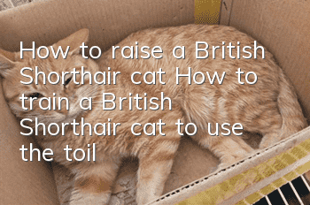 How to raise a British Shorthair cat? How to train a British Shorthair cat to use the toilet!