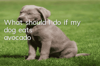 What should I do if my dog eats avocado?