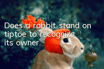 Does a rabbit stand on tiptoe to recognize its owner?