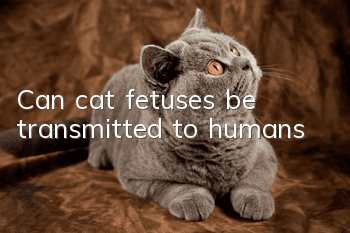 Can cat fetuses be transmitted to humans?