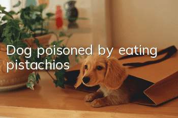 Dog poisoned by eating pistachios