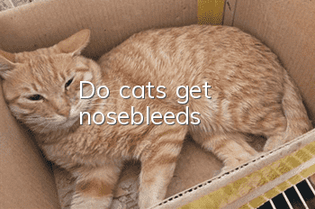 Do cats get nosebleeds?