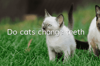 Do cats change teeth?