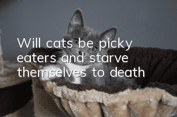 Will cats be picky eaters and starve themselves to death?