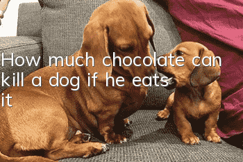 How much chocolate can kill a dog if he eats it?