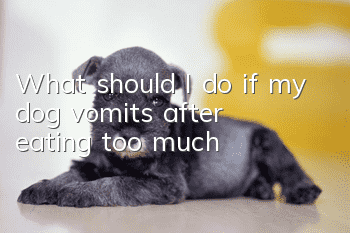 What should I do if my dog ​​vomits after eating too much?