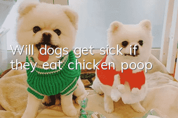Will dogs get sick if they eat chicken poop?