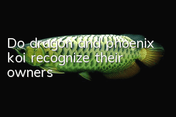 Do dragon and phoenix koi recognize their owners?