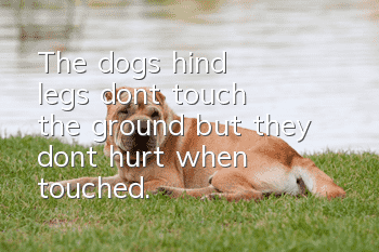 The dog's hind legs don't touch the ground, but they don't hurt when touched.