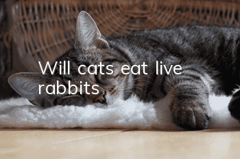 Will cats eat live rabbits?