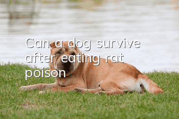 Can a dog survive after eating rat poison?