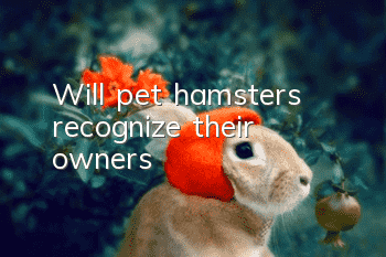 Will pet hamsters recognize their owners?