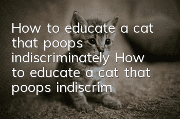 How to educate a cat that poops indiscriminately How to educate a cat that poops indiscriminately