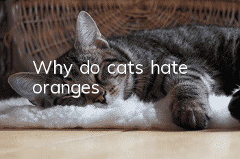 Why do cats hate oranges?