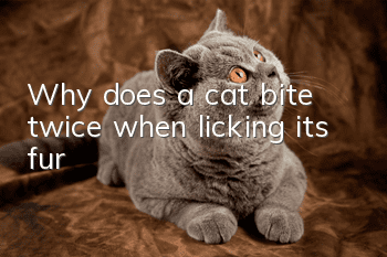Why does a cat bite twice when licking its fur?