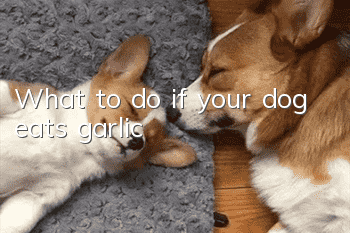 What to do if your dog eats garlic