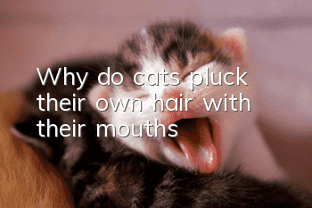 Why do cats pluck their own hair with their mouths?