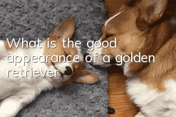 What is the good appearance of a golden retriever?