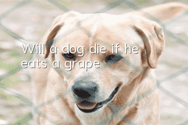 Will a dog die if he eats a grape?