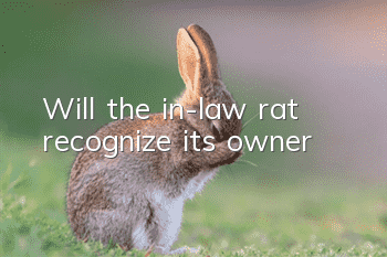 Will the in-law rat recognize its owner?