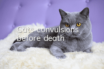 Cat's convulsions before death