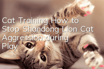 Cat Training: How to Stop Shandong Lion Cat Aggression during Play?