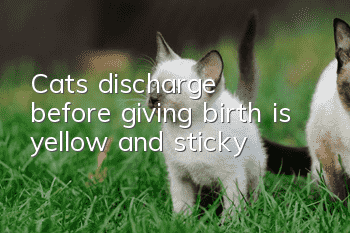 Cat's discharge before giving birth is yellow and sticky