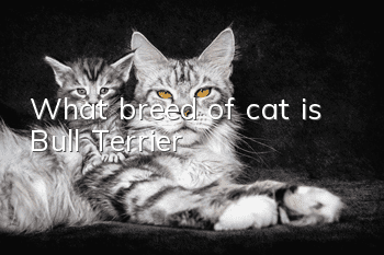 What breed of cat is Bull Terrier?