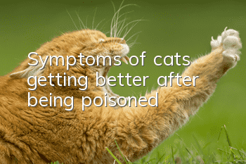 Symptoms of cats getting better after being poisoned