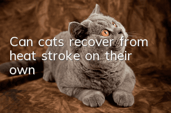 Can cats recover from heat stroke on their own?