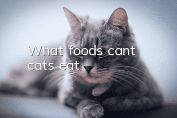 What foods can’t cats eat?
