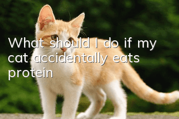 What should I do if my cat accidentally eats protein?