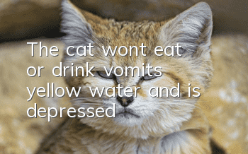 The cat won't eat or drink, vomits yellow water and is depressed