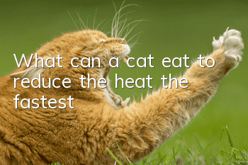 What can a cat eat to reduce the heat the fastest?