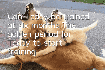 Can Teddy be trained at six months? The golden period for Teddy to start training!