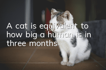 A cat is equivalent to how big a human is in three months