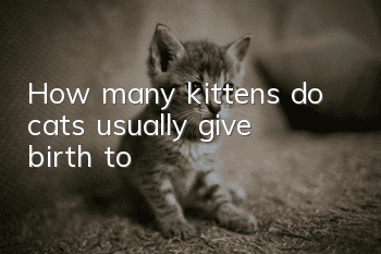 How many kittens do cats usually give birth to?