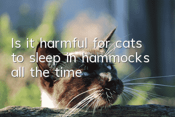 Is it harmful for cats to sleep in hammocks all the time?