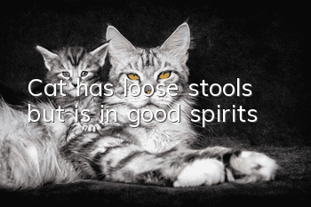 Cat has loose stools but is in good spirits