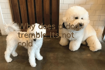 Why does a dog tremble? It’s not cold