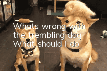 What's wrong with the trembling dog? What should I do?