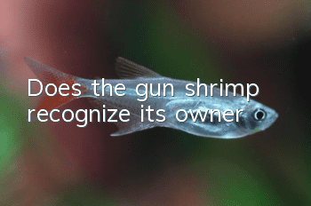 Does the gun shrimp recognize its owner?