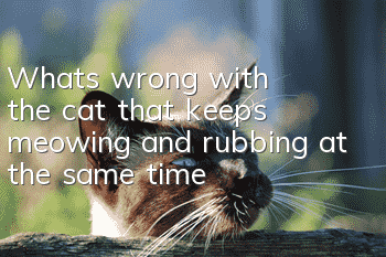 What's wrong with the cat that keeps meowing and rubbing at the same time?