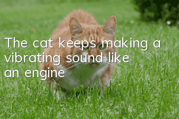 The cat keeps making a vibrating sound like an engine