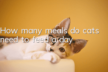 How many meals do cats need to feed a day?