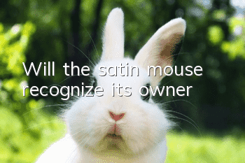 Will the satin mouse recognize its owner?