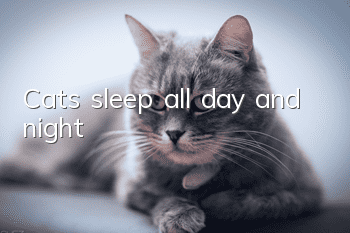 Cats sleep all day and night