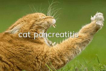 cat pancreatitis